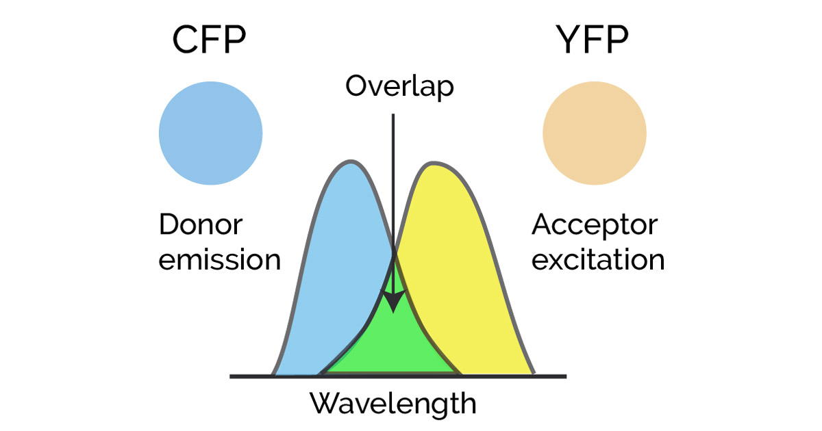 Advanced microscopy applications – an overview of FRET- Oxford Instruments