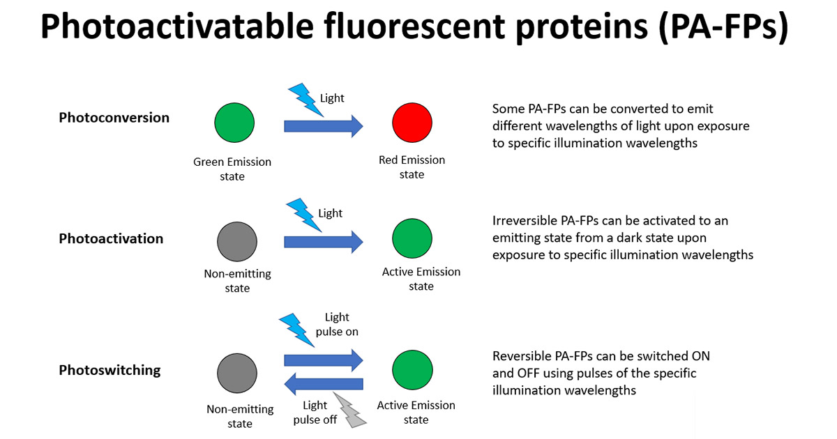 Illumination Solutions for Photoactivatable Fluorescent Proteins