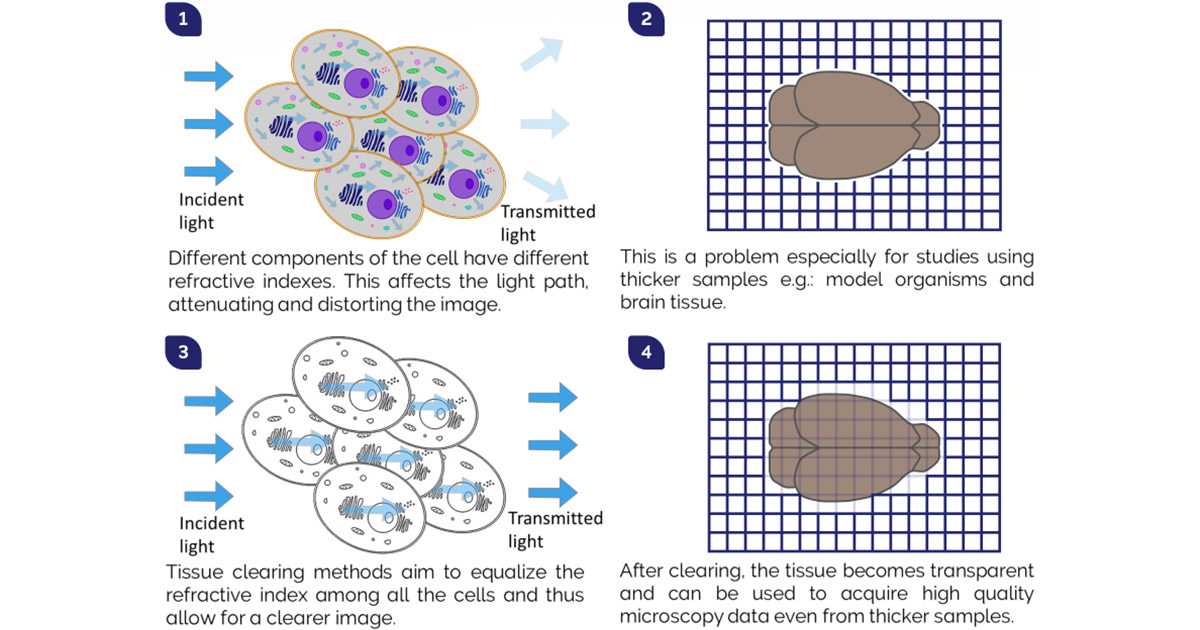 Tissue Clearing Methods and Applications for Fluorescence Imaging