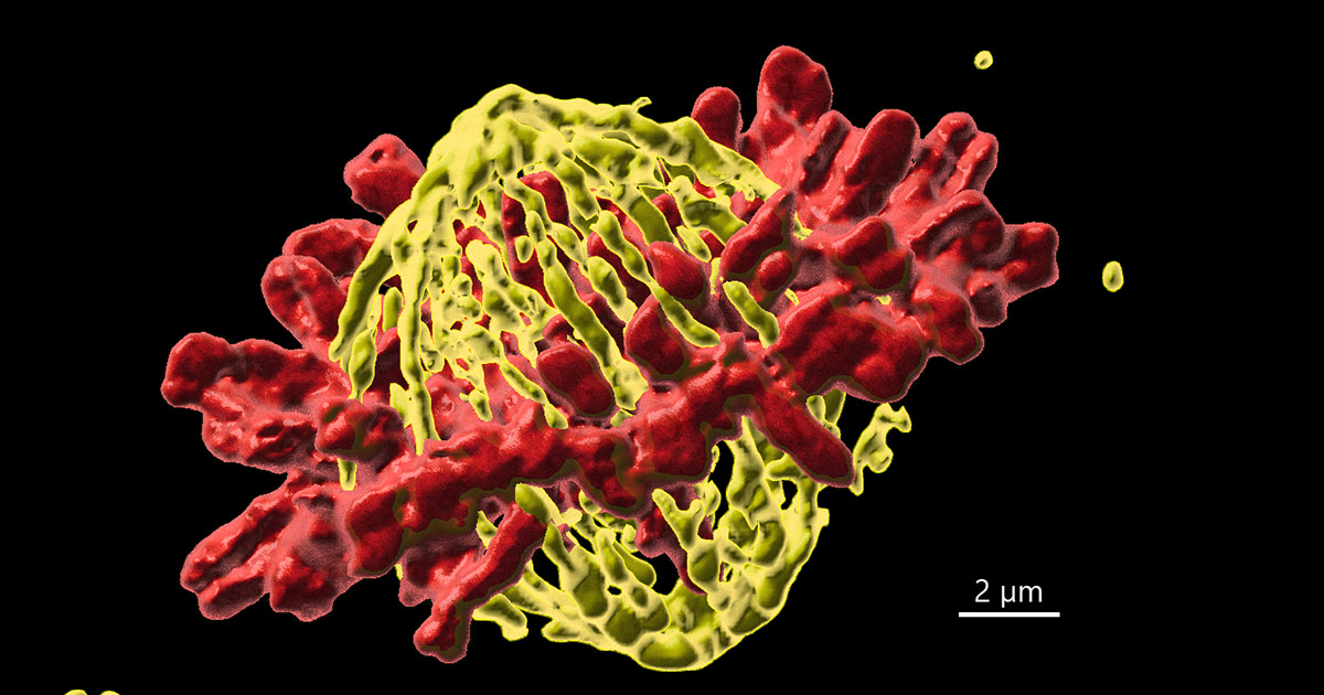 Using confocal microscopy to understand cell division and cancer ...
