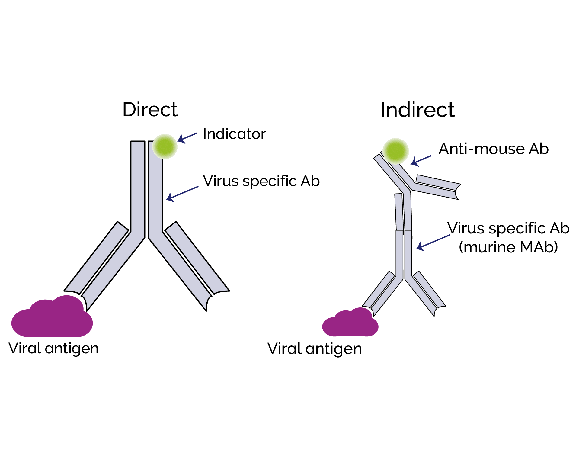 Studying Virus Replication with Fluorescence Microscopy